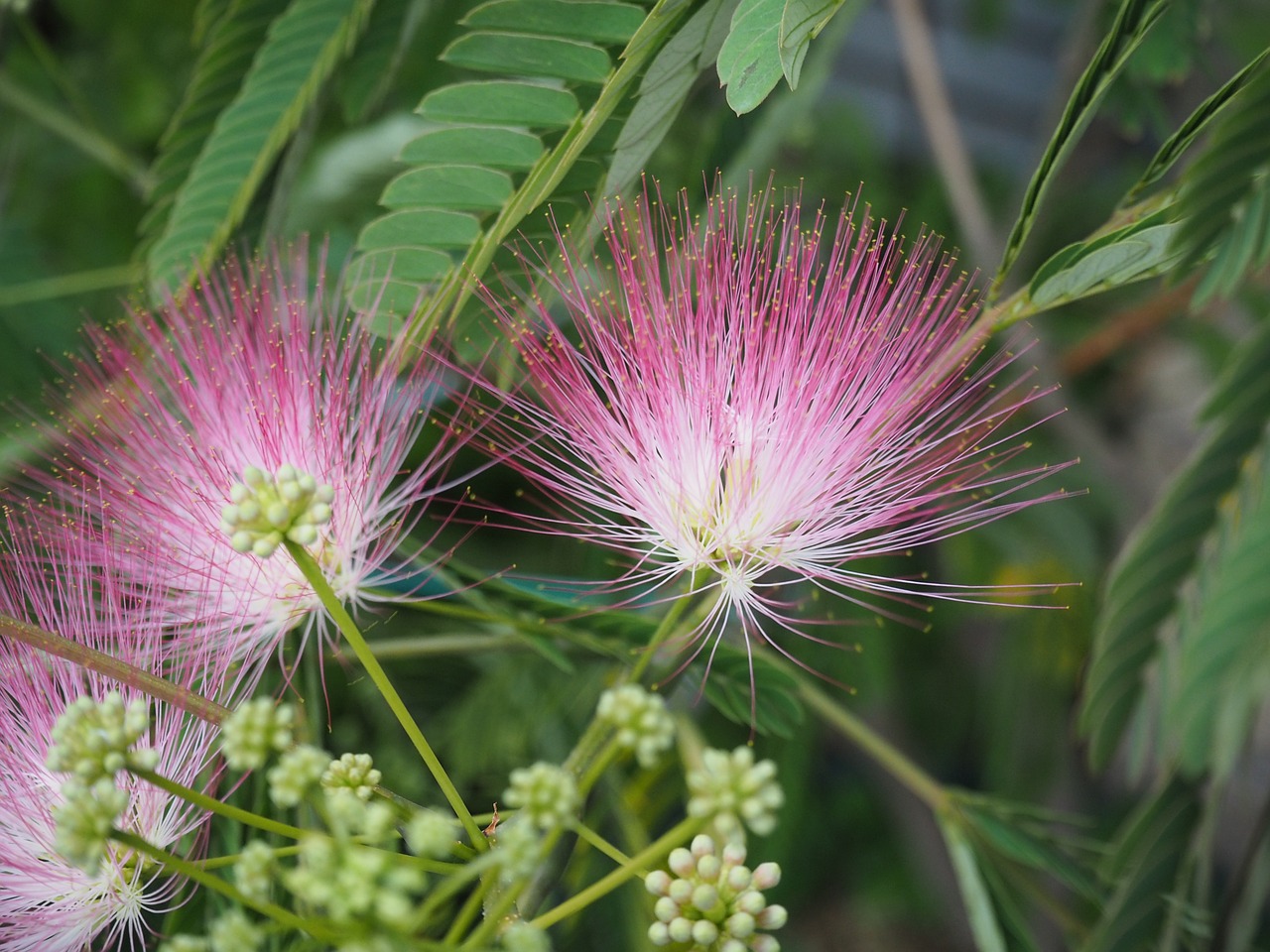Herb Of The Month He Huan Hua The Herbal Kind Herb Of The Month He Huan Hua The Herbal Kind