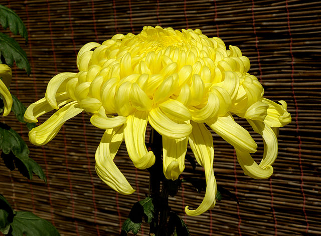 yellow chrysanthemum